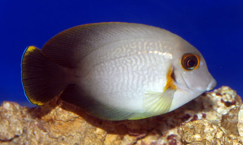 Acanthurus chronixis
